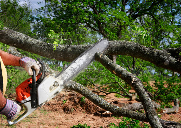 Best Lot and Land Clearing  in Annandale, MN